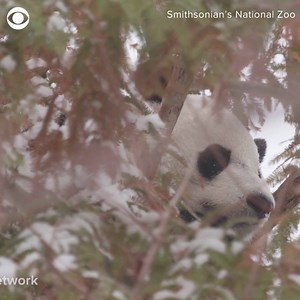 260K views · 11K reactions | PANDA SNOW DAY: Bei Bei the giant panda frolicked in the falling snow Thursday at The Smithsonian’s National Zoo in Washington D.C. ❄️ https://cbsn.ws/2xswuZ4 | CBS News | Facebook
