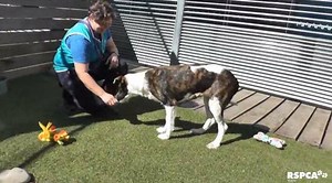 Today is Volunteer Recognition Day, so we’d like to recognize the achievements of all our volunteers, who work so tirelessly to improve the lives of animals. Alice is one such volunteer, who began volunteering at RSPCA Burwood East with the behaviour team. Alice has always been passionate about animals and their welfare, and has volunteered for numerous organisations for many years. “I always love learning, developing skills and personally contributing to good outcomes. I also find volunteering