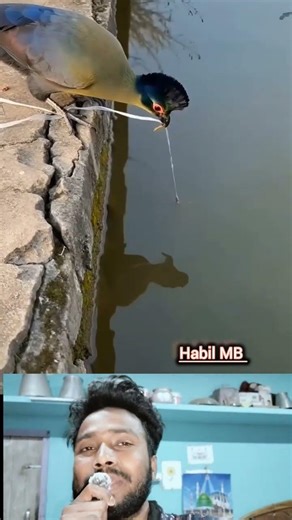 Bird catching fish #Reelvideo #shortvideo