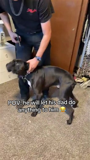 But don’t take him to the vet because he will treat a vaccine like murder 🤦🏻‍♀️ #boxerdog #funny #blackboxerdog #boxersoftiktok