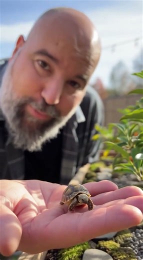 These Tiny Tortoises Live in a Miniature Orchard I Built