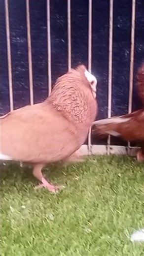 🔥 Imported German Mukhi Breeder Pair | High Quality Bloodline 🫎 #pigeon #trending #shortsviral