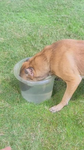 #fyp #tiktokdogs #puppy #dogsoftiktok #tiktokdog #petdog #viral #nyc #lovepetsusa #foryoupageofficiall