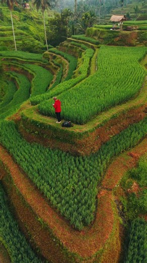 Exploring the Beautiful Rice Fields in Bali!
