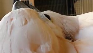 42 reactions · 19 comments | Since youtube keeps blocking this "I'm going to poke my eye out" in some countries due to the radio playing. I will upload it directly to Max's fan page for all his fans who can't view it. Thanks for watching. | Mr Max | Facebook