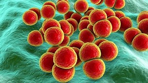 Bacteria Streptococcus pneumoniae, also known as Pneumococcus, 3D animation. Gram-positive diplococci, the causative agent of pneumonia and infections of different location