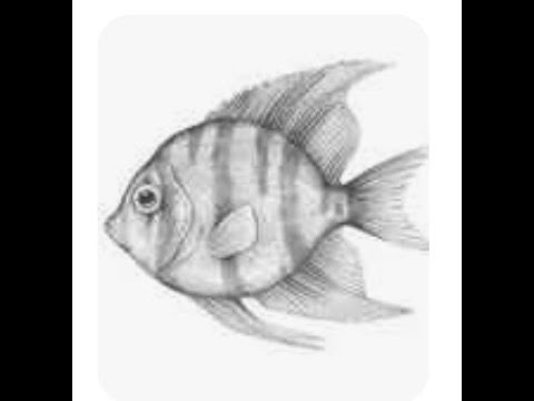 How to Draw Fish (Easy Fish Drawing Tutorial)