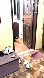 Wild coati causes chaos in woman's bedroom