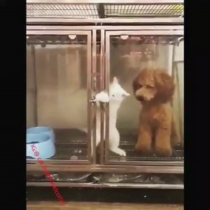 🐈 🐕 | Tony Baker