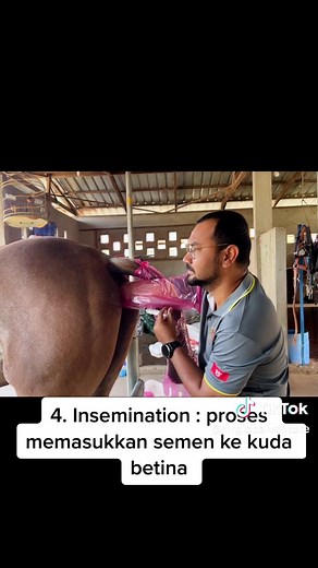Breeding Process of Arabian Stallions: Insemination & Ultrasound