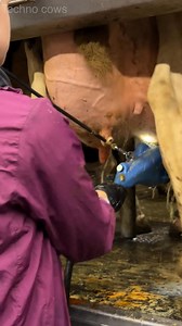 Young Milkmaid Girls Milk Cows Using Innovative Farm Technologies #amazing #farming #cow #work | Techno PEE