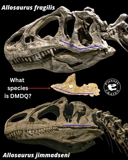 Easy (?) Allosaurus species ID #Allosaurus has two recognized (by me) North American species. Your species mileage may vary :-). A. fragilis, “the classic,” YPM 1930, named by Marsh in 1877 from his usual scraps of bone. USNM 4734 is the neotype. I dub the original a #paucitype because it was named from a paucity of material. That situation took 13 years to resolve, from 2010-2023. Anyone know why so long? YPM 1930 was too generic, as is YPM 1920 for Diplodocus, but that is for another day. A. j