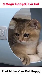 9 Magic Gadgets For Cat That Make Your Cat Happy 😽😽 | Modern Women