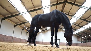 10K views · 133 reactions | In case you've missed it on Horse&Country...