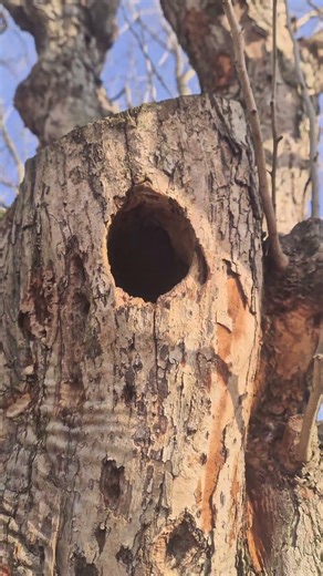 새집 품은 산사나무 #새집 #자연친화