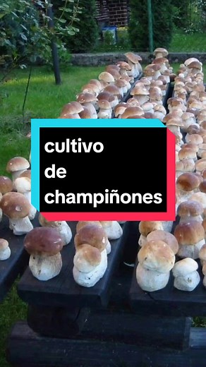 Cómo Cultivar Champiñones: Guía Completa desde Siembra hasta Cosecha