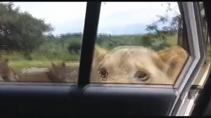 87K views · 854 shares | cAN i coME IN | To be continued Memes | Facebook