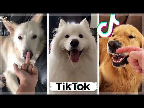 TIK TOKS That Make You Go AAWWW ~ Funny Dogs of TikTok Compilation ~ Cutest Puppies [NEW]