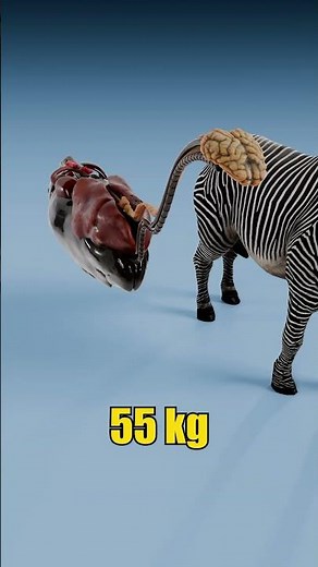 Human Organs vs Zebra Organs