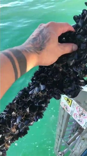 #Fish hunting #animals #fishing#hunting#shorts #viralshort