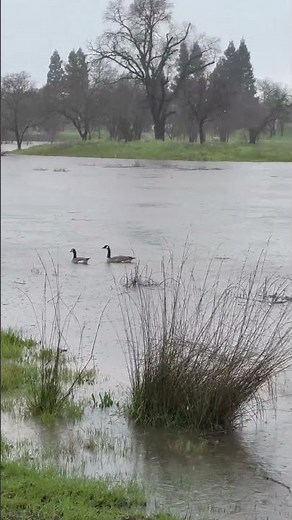WATCH | Rain in Elk Grove