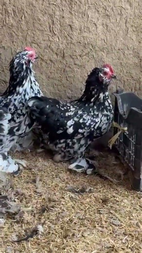 fancy hens breeds