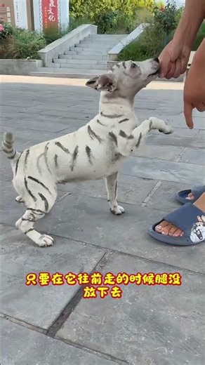 Third day of training to walk with a limp, still difficult, haven't learned it yet.