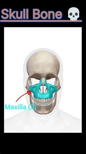 Skull Bone 💀