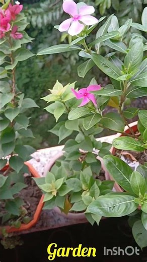 Flower garden🌼🌱 #garden #shorts