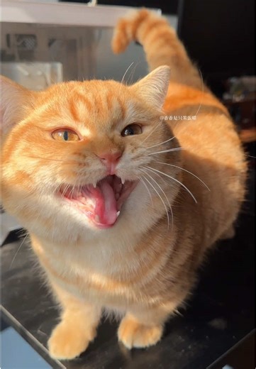 #kitty #funny #cats #meowing #cute | cat mewing