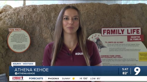 Beating the Heat: How animals stay cool at the Arizona-Sonoran Desert Museum