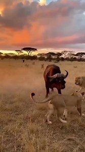 🦬💥 When the prey fights back — the buffalo overpowers the lioness! 🦁 #WildlifeBattle #BuffaloVsLioness #NatureStrikesBack #SavageNature #EpicWildlife | Wildlife Vibes
