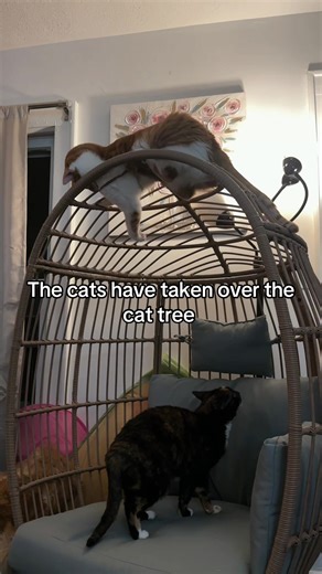 Hilarious Moments of Cats on the Cat Tree