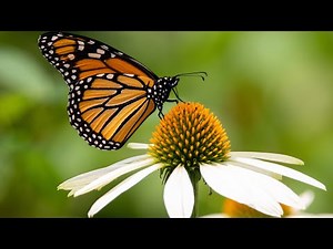Monarch Butterfly | Egg to Butterfly | A Journey Through Its Life Cycle