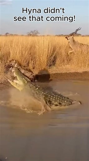 Mouflon Trapped Between Hyena & Crocodile