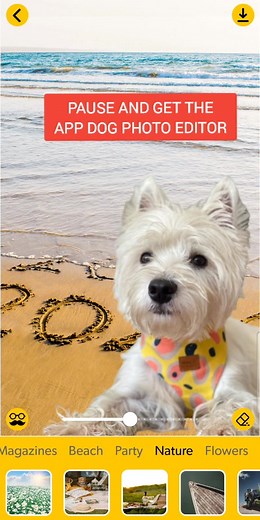 dogphotoeditor pe TikTok