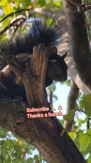 SQUIRRELL VLOG ÀMAS HAPPY DECEMBER (VlogMas)