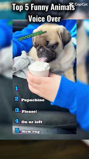 Rankingbest dog voice overs#funny #dogs