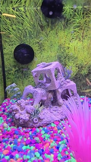 Pets at petsmart in cambridge ontario