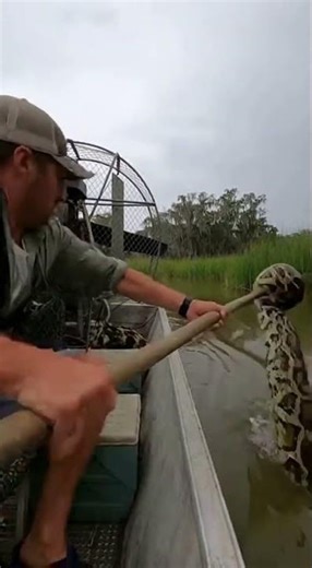 Reticulated Python vs Human – Unbelievable Confrontation