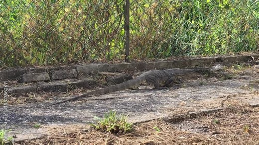 An Asian water monitor (Varanus salvator), one of the most common monitor lizards found throughout South and Southeast Asia.