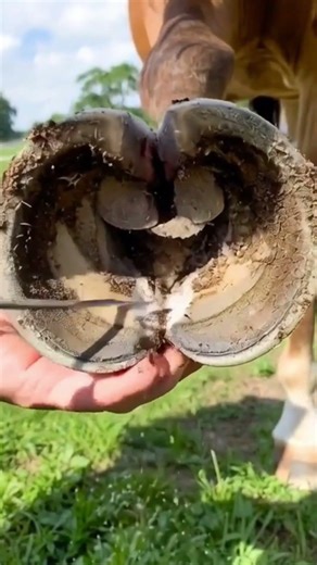 Deep Hoof Crack Cleaning 😱 Farrier Care #hoofcare #hoofcleaning #farrierlife #horsecare #hoofrepaire