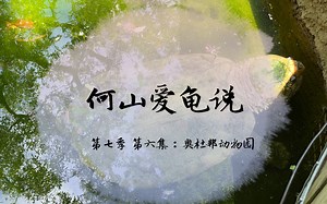 【何山爱龟说】第七季 第6集：奥杜邦动物园 - 密西西比河畔超赞的原生态动物园 - 原生大鳄龟和神奇动物们