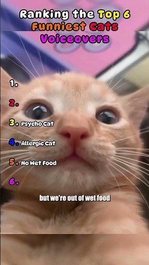 Funny Cat Voiceovers