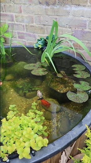 Beautiful Plants! Small Patio Pond