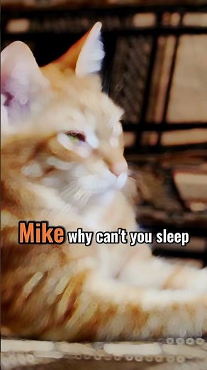 The Early Alarm Clock #animallovers #catlovers #cats