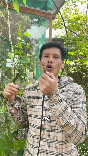 90% người mất ngủ không biết cây kỳ linh này: mẹo dân gian đơn giản giúp ngủ ngon chỉ sau vài ngày