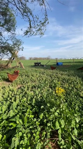 Lakewatcher Farms | Pasture Raised Chicken on Instagram: "All Lakewatcher Farms chicken is: 🌱 Pasture-raised on daily fresh grass in Smiths Grove, KY ❄️ Air-chilled — never soaked in chemical-filled water baths 🚫 Fed a NON-GMO diet, milled right here in Kentucky 💚 KY Proud and SoKY LOCAL #LakewatcherFarms #PasturePerfectPromise #PastureRaisedChicken #PasturedPoultry #NonGMOFeed #AirChilled #RegenerativeAgriculture #KentuckyFarm #KYproud #LocalFood #FarmersMarket #EatLocal #SupportSmallFarms"