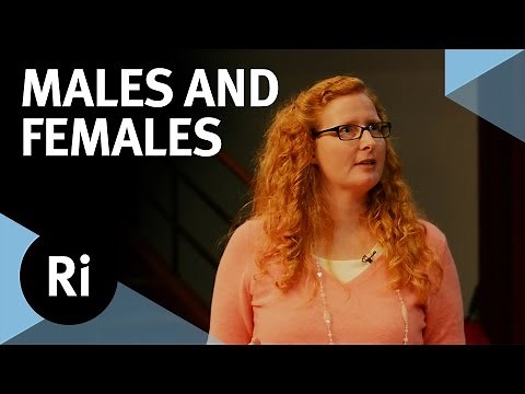 The Evolution of Males and Females - with Judith Mank