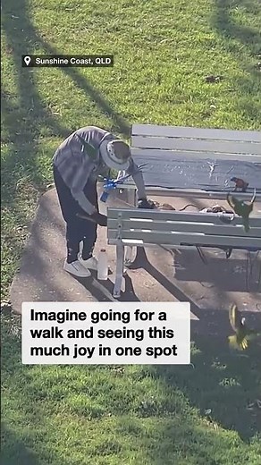 Rainbow lorikeets turn an Aussie nanna’s park bench into a feathered hotspot